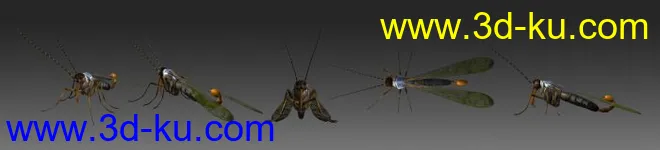 翅虻模型的图片1