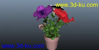 3D打印模型红花 盆栽 绿叶 鲜花  三色花的图片