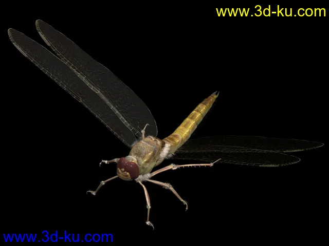蜻蜓超写实模型的图片1