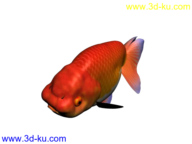 金鱼 3d模型的图片3