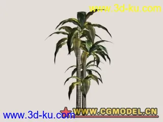 熱帶植物(10/29更新)模型的图片1