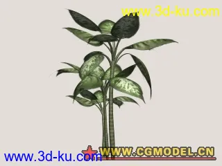 熱帶植物(10/29更新)模型的图片2