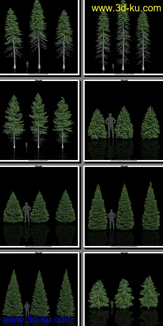 132颗形态各异的枞树模型的图片2