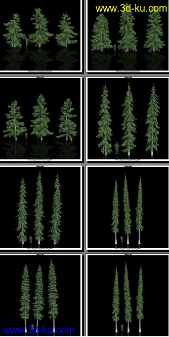 132颗形态各异的枞树模型的图片3