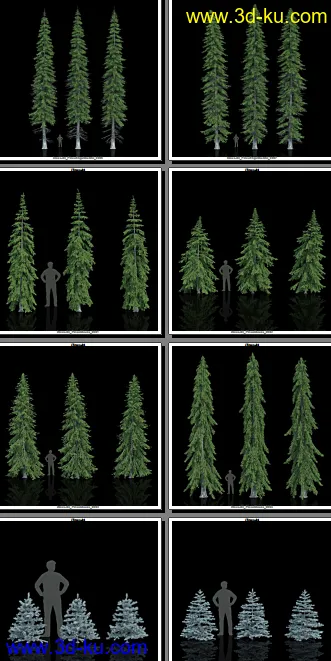 132颗形态各异的枞树模型的图片4