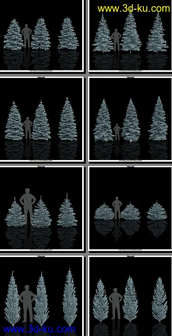 132颗形态各异的枞树模型的图片5