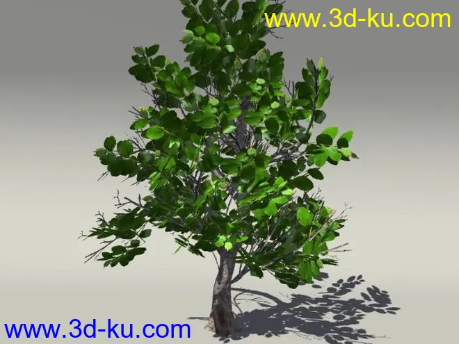 G:3D模型《欧式树木植物3D模型合辑》的图片1