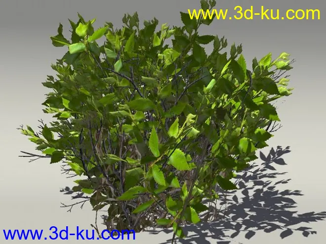 G:3D模型《欧式树木植物3D模型合辑》的图片12