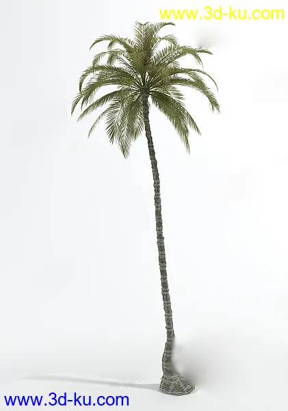 棕榈树模型的图片1