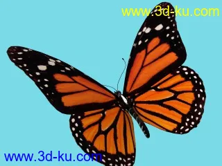 蝴蝶模型的图片1