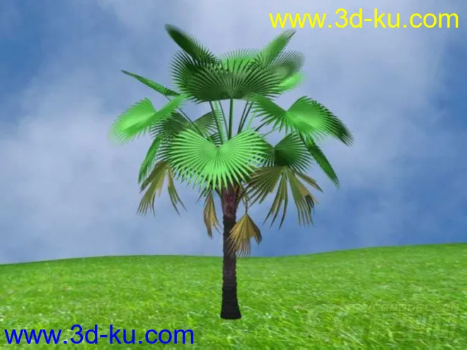 棕榈树模型的图片2