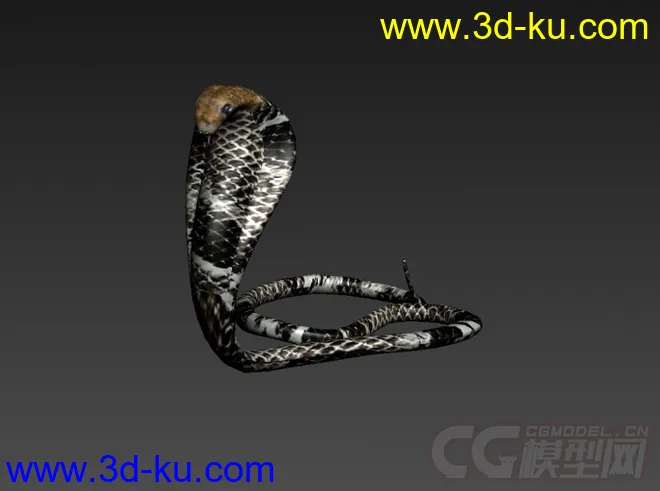 眼镜王蛇 眼镜蛇写实模型的图片3
