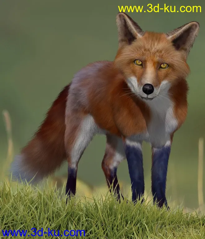 红狐 狐狸 写实狐狸模型的图片1