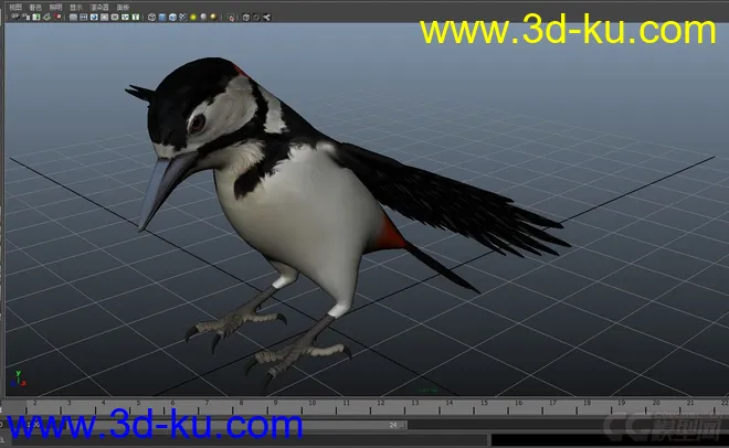 woodpecker---小鸟模型的图片3
