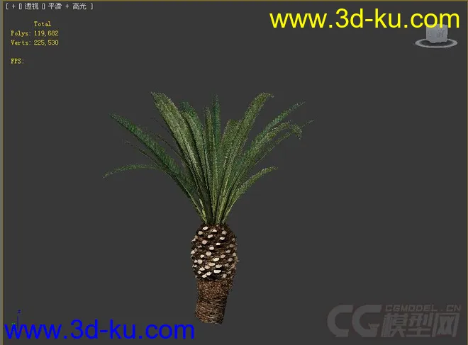 棕榈矮树模型的图片2