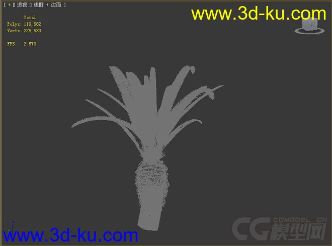 棕榈矮树模型的图片3