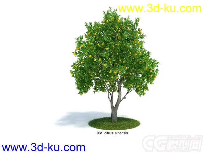 citrus_sinensis甜橙树模型的图片1