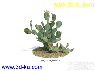 opuntia_ficus-indica仙人掌果模型的图片