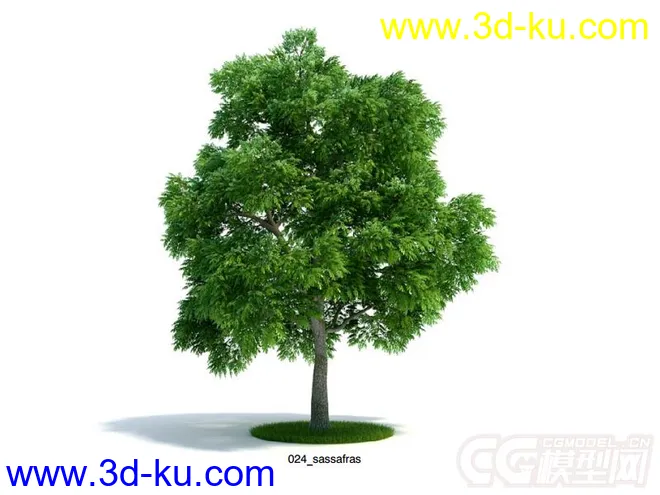 sassafras檫木檫树模型的图片1