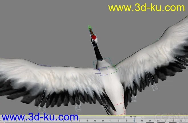 仙鹤 仙鹤飞带骨骼模型的图片4