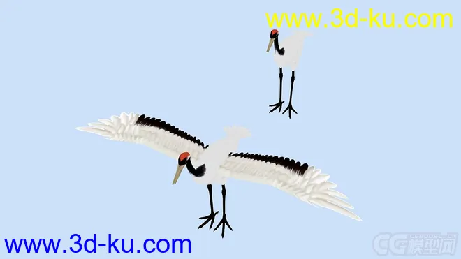 鸟类翅膀动画 仙鹤模型的图片3