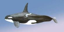 虎鲸模型的图片1