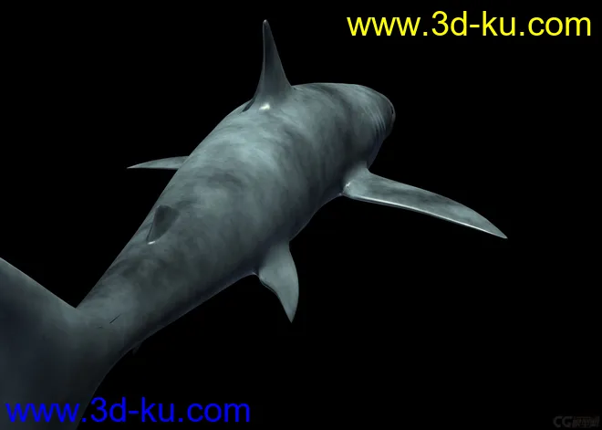 鲨鱼模型带绑定的图片1