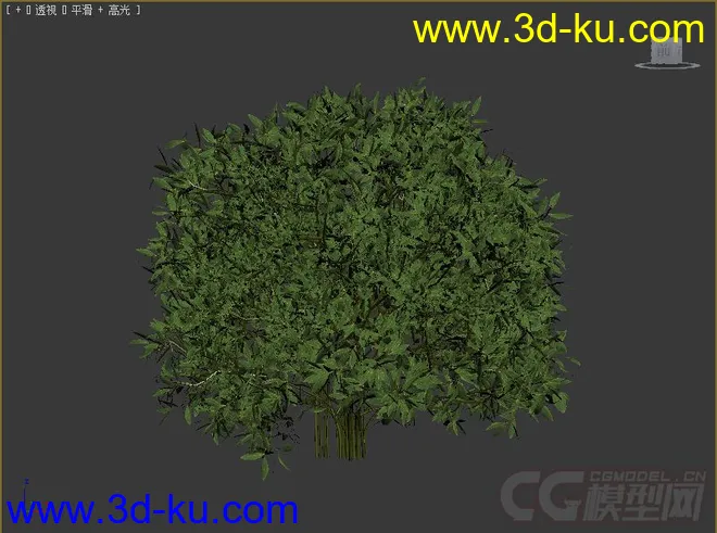 cleyera小乔木或灌木模型的图片1