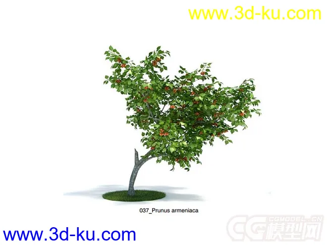 Prunus armeniaca杏树模型的图片2