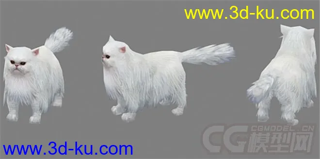 波斯猫动物模型下载的图片1