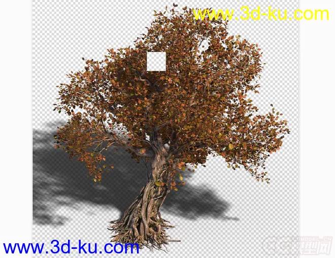 大枫树模型的图片1