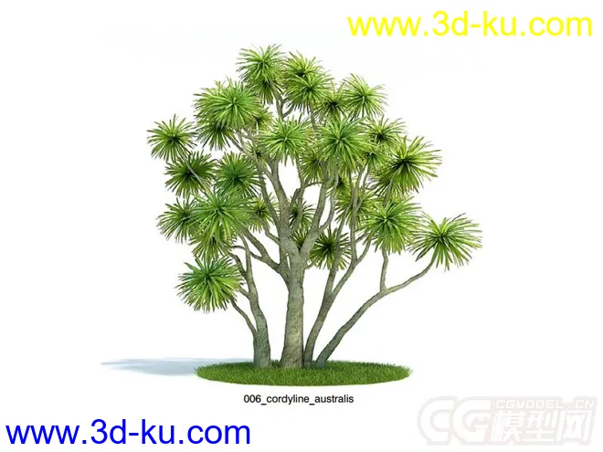 剑叶朱蕉;澳洲朱蕉树木模型的图片2