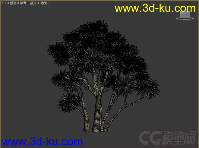剑叶朱蕉;澳洲朱蕉树木模型的图片1