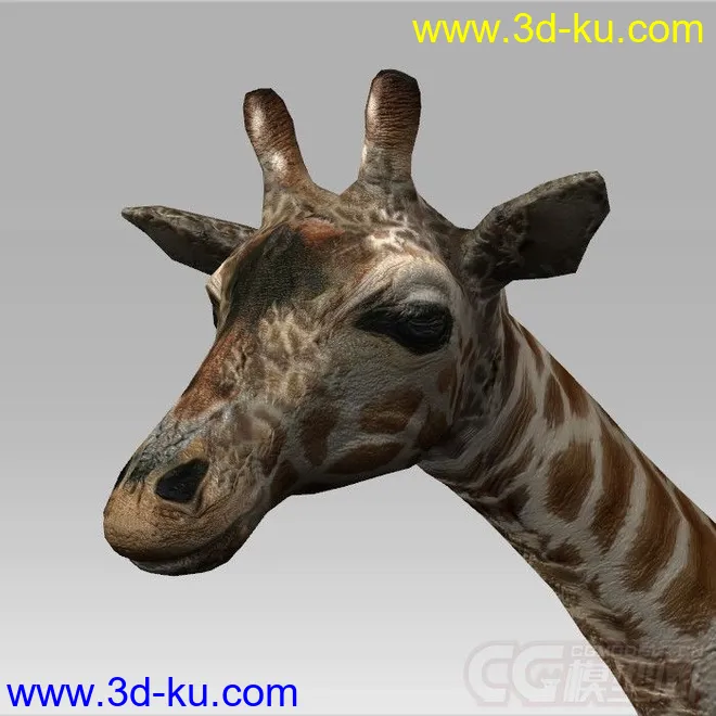 一只 长颈鹿 模型的图片1