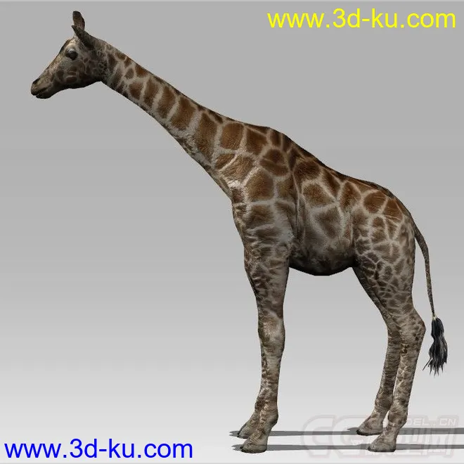一只 长颈鹿 模型的图片3