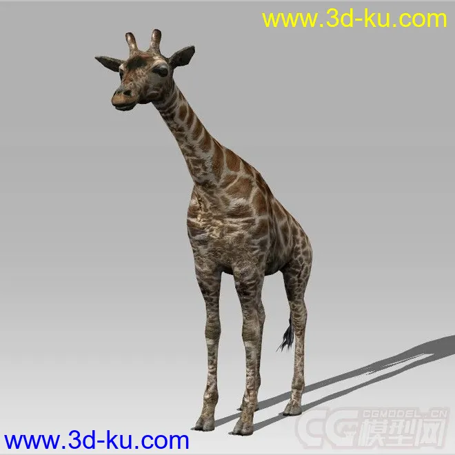 一只 长颈鹿 模型的图片4
