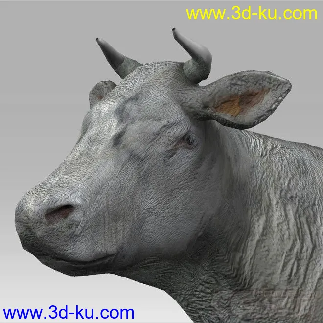 一头写实的大水牛 模型的图片4