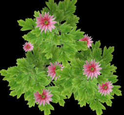 一个简单的写实植物模型，免费的图片1