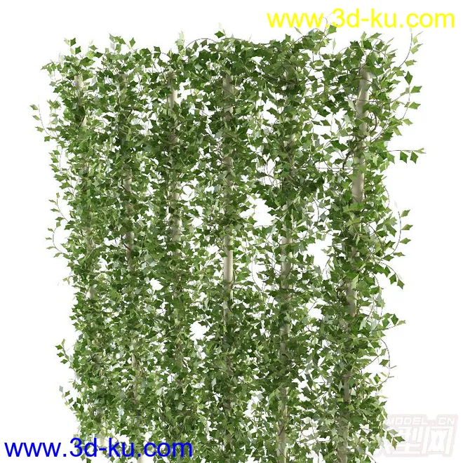 树藤植物模型的图片3