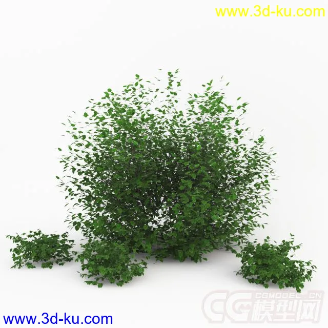 一株小灌木 植物模型的图片1