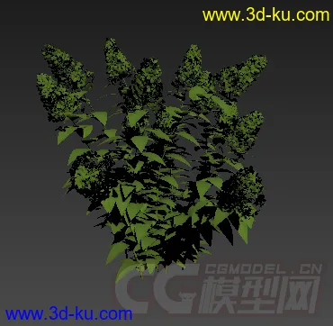 一棵小灌木植物 模型的图片2