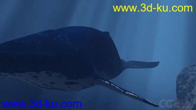 影视级海底鲸鱼动画模型的图片2