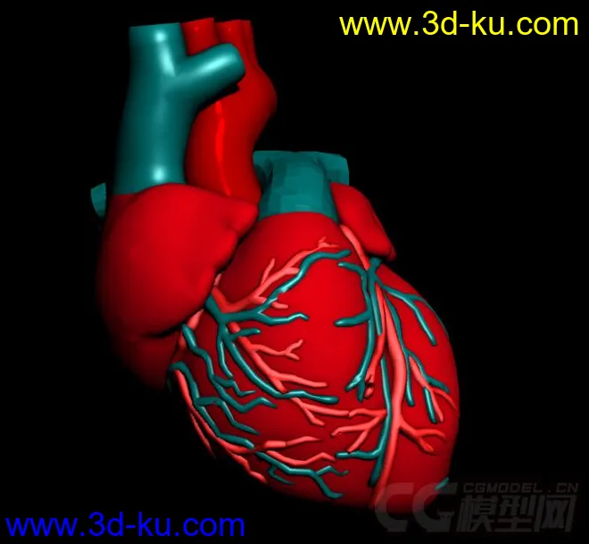 心脏，心模型的图片1