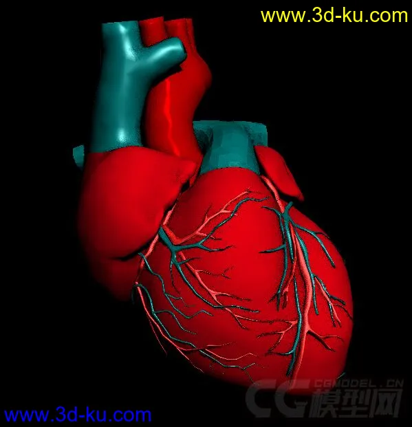 心脏，心模型的图片2