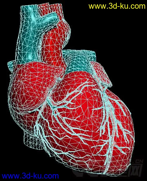 心脏，心模型的图片3