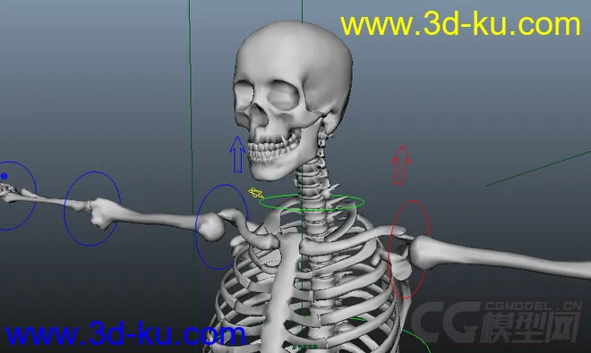 人体骨架MAYA模型（带绑定）的图片1