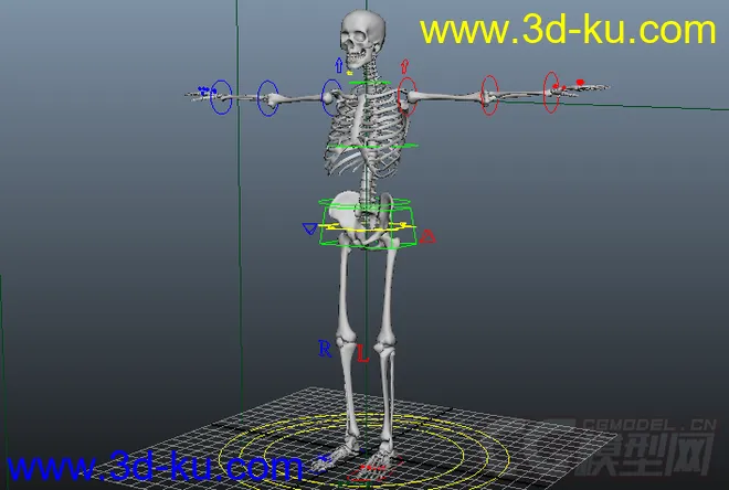人体骨架MAYA模型（带绑定）的图片2