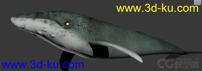 鲸鱼3D模型的图片1