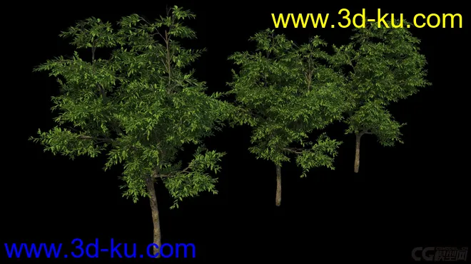 影视级植物，有贴图，maya2014模型的图片6