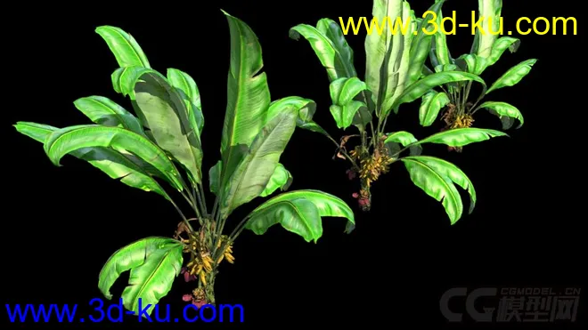 影视级植物，有贴图，maya2014模型的图片9